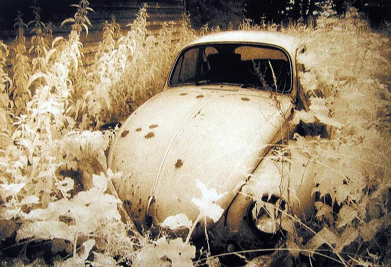 Beetle in the Wilderness - Alan Turner.jpg